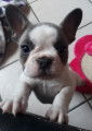 Adorable Bouledogue Français femelle bleu/blanc