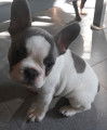 Adorable Bouledogue Français femelle bleu/blanc