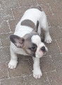 Adorable Bouledogue Français femelle bleu/blanc