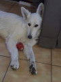 Chiots Bergers Blancs Suisses poil long pedigree LOSH