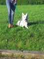 Chiots Bergers Blancs Suisses poil long pedigree LOSH
