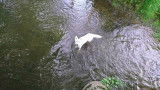 Chiots Bergers Blancs Suisses poil long pedigree LOSH