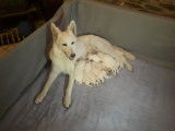 Chiots Bergers Blancs Suisses poil long pedigree LOSH