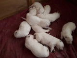 Chiots Bergers Blancs Suisses poil long pedigree LOSH