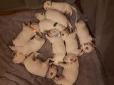 Chiots Bergers Blancs Suisses poil long pedigree LOSH
