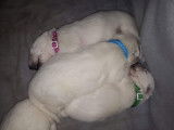Chiots Bergers Blancs Suisses poil long pedigree LOSH