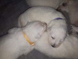 Chiots Bergers Blancs Suisses poil long pedigree LOSH