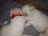 Chiots Bergers Blancs Suisses poil long pedigree LOSH