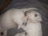 Chiots Bergers Blancs Suisses poil long pedigree LOSH