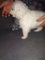 Chiots Bergers Blancs Suisses poil long pedigree LOSH