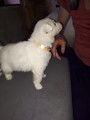 Chiots Bergers Blancs Suisses poil long pedigree LOSH