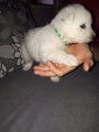 Chiots Bergers Blancs Suisses poil long pedigree LOSH