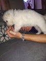 Chiots Bergers Blancs Suisses poil long pedigree LOSH
