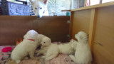 Chiots Bergers Blancs Suisses poil long pedigree LOSH