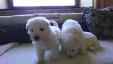 Chiots Bergers Blancs Suisses poil long pedigree LOSH