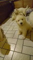 Chiots Bergers Blancs Suisses poil long pedigree LOSH