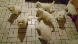 Chiots Bergers Blancs Suisses poil long pedigree LOSH