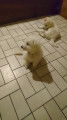 Chiots Bergers Blancs Suisses poil long pedigree LOSH