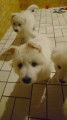 Chiots Bergers Blancs Suisses poil long pedigree LOSH