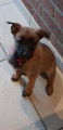 Chiots de type Berger Belge Malinois &agrave; vendre (5 femelles)