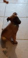 Chiots de type Berger Belge Malinois &agrave; vendre (5 femelles)