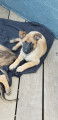 Chiots de type Berger Belge Malinois &agrave; vendre (5 femelles)