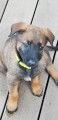 Chiots de type Berger Belge Malinois &agrave; vendre (5 femelles)
