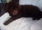 Chiot de race Lagotto Romagnolo femelle à vendre