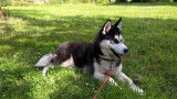 Chien adulte de type Husky Sibérien Mâle à vendre