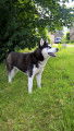 Chien adulte de type Husky Sibérien Mâle à vendre