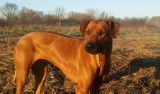 Chiots Rhodesian Ridgeback, tous parfaits