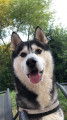 Chien adulte de type Husky Sibérien Mâle à donner