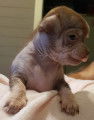 Magnifiques chiots Hairless