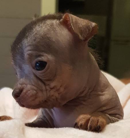 Magnifiques chiots Hairless