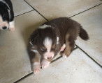 Chiots de type Berger Australien à vendre (3 femelles & 6 mâles)