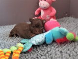 Chiot Chihuahua poil long couleur chocolat à vendre