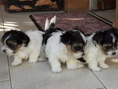 Chiots Yorkshire Biewer tricolores à vendre
