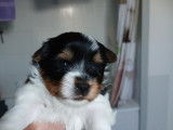 Chiots Yorkshire Biewer tricolores à vendre