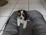 Chiots Yorkshire Biewer tricolores à vendre