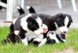 Superbes chiots Border Collie à réserver