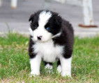 Superbes chiots Border Collie à réserver