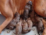 Chiots de race Boxer à vendre (4 femelles & 3 mâles)