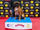 Chiots de race Boxer à vendre (4 femelles & 3 mâles)