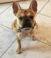 De race Bouledogue Fran&ccedil;ais disponible pour saillie