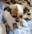Chiots de type Chihuahua &agrave; vendre (3 m&acirc;les)