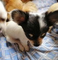 Chiots de type Chihuahua &agrave; vendre (3 m&acirc;les)