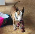 A adopter d'urgence : Bull Terrier de 9 ans