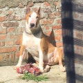 A adopter d'urgence : Bull Terrier de 9 ans