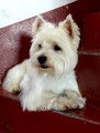 Saillie