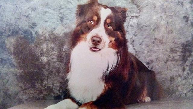 De race Berger Australien disponible pour saillie